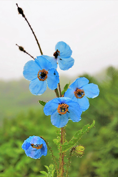 National Flower